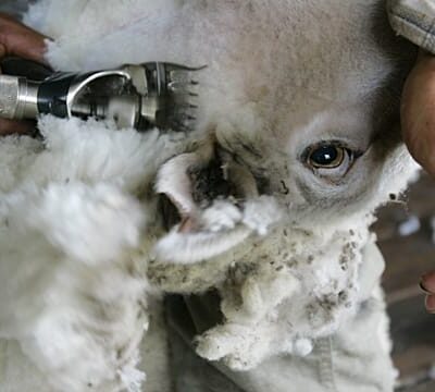 Global mohair supply flourishes in South Africa’s desert