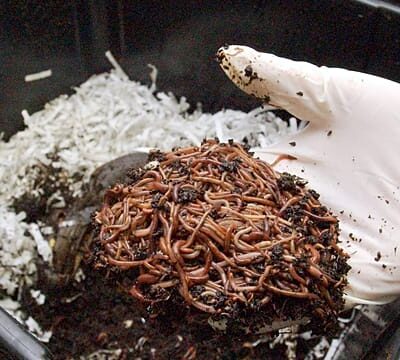 Vermicomposting: The tiny worms transforming Kenyan farms