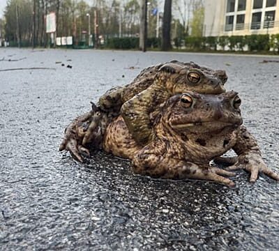 Poland: “Frog Patrol” saves thousands of amphibians during migration
