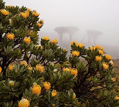 Once extinct flower now flourishing in a South African national park
