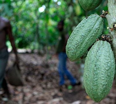 Ivory Coast cocoa authority moves to ease tensions with farmers over unsold beans