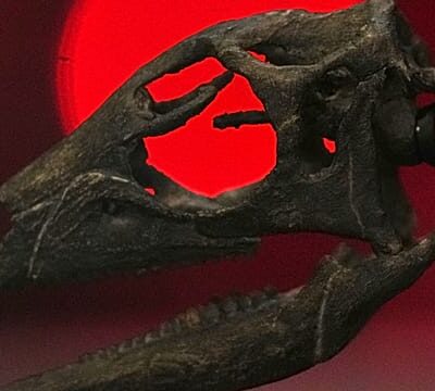 London museum unveils jurassic ocean giants