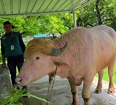 Viral ‘Donald Trump’ buffalo spared from Eid sacrifice and sent to zoo